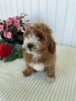 Rose, a female Miniature Goldendoodle for sale in Montgomery, MI – 8 of 10