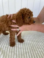 Century , a male Miniature Goldendoodle for sale in Montgomery, MI – 9 of 9