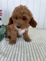 Daffodil, a female Miniature Goldendoodle for sale in Montgomery, MI – 3 of 10
