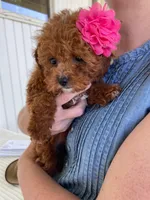 Ribbon, a female Miniature Goldendoodle for sale in Montgomery, MI – 4 of 9