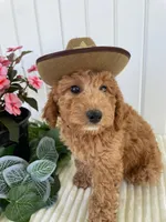 Columbus , a male Miniature Goldendoodle for sale in Montgomery, MI – 5 of 8