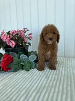 Homestead , a male Miniature Goldendoodle for sale in Montgomery, MI – 8 of 8