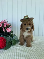 James , a male Miniature Goldendoodle for sale in Montgomery, MI – 8 of 10