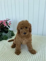 May, a female Miniature Goldendoodle for sale in Montgomery, MI – 6 of 9