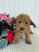 Thistle , a male Miniature Goldendoodle for sale in Montgomery, MI – 8 of 10