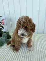 Rose, a female Miniature Goldendoodle for sale in Montgomery, MI – 10 of 10