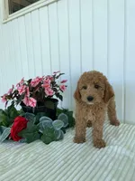 Columbus , a male Miniature Goldendoodle for sale in Montgomery, MI – 3 of 8