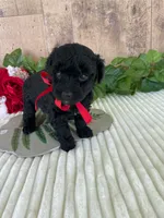 Miss Waves, a female Miniature Goldendoodle for sale in Montgomery, MI – 4 of 9