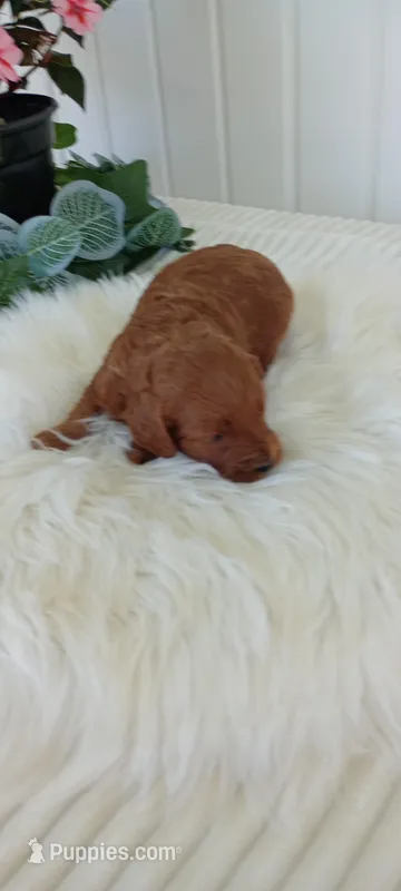 Sunshine – Miniature Goldendoodle puppy for sale in Montgomery, MI