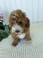 Rose, a female Miniature Goldendoodle for sale in Montgomery, MI – 4 of 10