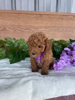 Miss Lilac, a female Cavapoo and Poodle - Miniature  for sale in Montgomery, MI – 6 of 10
