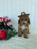 James , a male Miniature Goldendoodle for sale in Montgomery, MI – 1 of 10