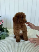 Martin, a male Miniature Goldendoodle for sale in Montgomery, MI – 7 of 8