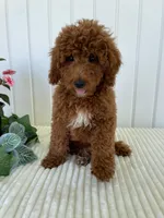 Martin, a male Miniature Goldendoodle for sale in Montgomery, MI – 3 of 8