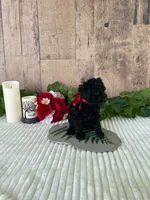 Miss Warbler, a female Miniature Goldendoodle for sale in Montgomery, MI – 8 of 9