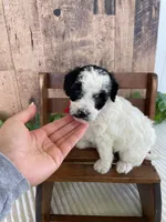 Miss Weaver, a female Miniature Goldendoodle for sale in Montgomery, MI – 7 of 10