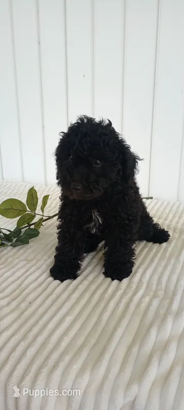 Miss Waves – Miniature Goldendoodle puppy for sale in Montgomery, MI