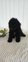 Miss Waves, a female Miniature Goldendoodle for sale in Montgomery, MI – 1 of 10