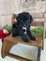 Miss Wafer, a female Miniature Goldendoodle for sale in Montgomery, MI – 7 of 7