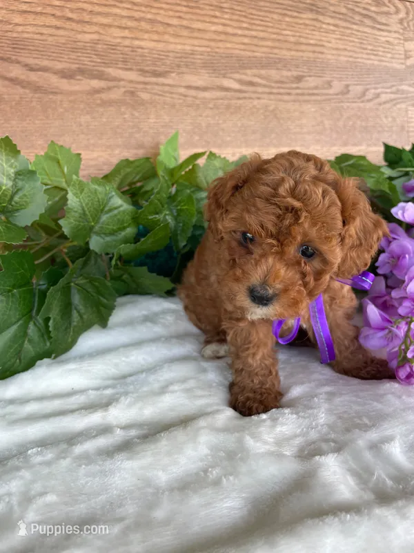 Miss Tulip – Cavapoo, Poodle - Miniature  puppy for sale in Montgomery, MI