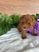Miss Tulip, a female Cavapoo and Poodle - Miniature  for sale in Montgomery, MI – 1 of 8