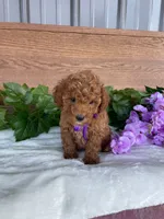 Miss Lilac, a female Cavapoo and Poodle - Miniature  for sale in Montgomery, MI – 2 of 10