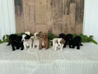 Mr. Whaler, a male Miniature Goldendoodle for sale in Montgomery, MI – 2 of 2