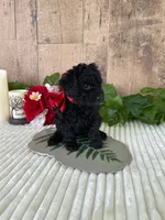 Miss Warbler, a female Miniature Goldendoodle for sale in Montgomery, MI – 4 of 9