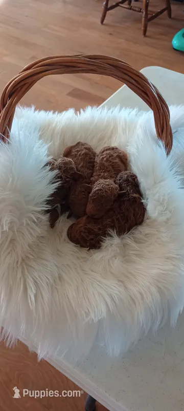 Male Mini Goldendoodle #3 – Miniature Goldendoodle puppy for sale in Montgomery, MI