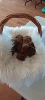 Male Mini Goldendoodle #3, a male Miniature Goldendoodle for sale in Montgomery, MI – 1 of 4