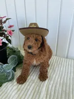 Timber, a male Miniature Goldendoodle for sale in Montgomery, MI – 3 of 9