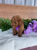 Miss Lilac, a female Cavapoo and Poodle - Miniature  for sale in Montgomery, MI – 10 of 10