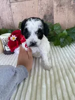 Miss Weaver, a female Miniature Goldendoodle for sale in Montgomery, MI – 10 of 10