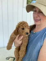 Thistle , a male Miniature Goldendoodle for sale in Montgomery, MI – 6 of 10