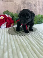 Miss Waves, a female Miniature Goldendoodle for sale in Montgomery, MI – 5 of 9