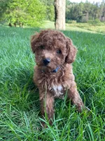 Miss Arlee, a female Cavapoo for sale in Montgomery, MI – 1 of 3