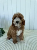 Rose, a female Miniature Goldendoodle for sale in Montgomery, MI – 9 of 10
