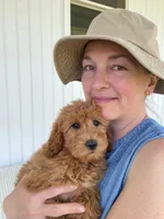 May, a female Miniature Goldendoodle for sale in Montgomery, MI – 9 of 9