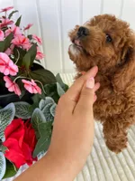 Starlight , a female Miniature Goldendoodle for sale in Montgomery, MI – 6 of 10