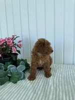 Timber, a male Miniature Goldendoodle for sale in Montgomery, MI – 6 of 9