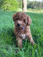 Miss Arlee, a female Cavapoo for sale in Montgomery, MI – 3 of 3