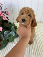 Thistle , a male Miniature Goldendoodle for sale in Montgomery, MI – 5 of 10