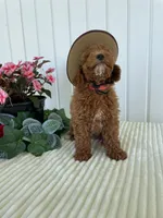 Homestead , a male Miniature Goldendoodle for sale in Montgomery, MI – 6 of 8
