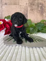 Miss Waxwing, a female Miniature Goldendoodle for sale in Montgomery, MI – 8 of 9