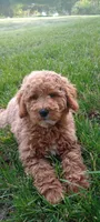 June, a female Miniature Goldendoodle for sale in Montgomery, MI – 5 of 8