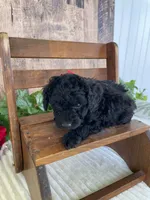 Miss Warbler, a female Miniature Goldendoodle for sale in Montgomery, MI – 1 of 9