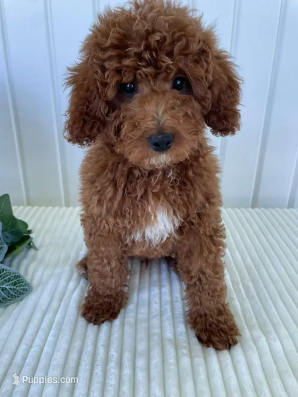 Martin – Miniature Goldendoodle puppy for sale in Montgomery, MI
