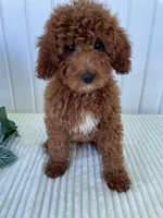 Martin, a male Miniature Goldendoodle for sale in Montgomery, MI – 1 of 8