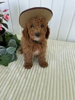 Homestead , a male Miniature Goldendoodle for sale in Montgomery, MI – 4 of 8
