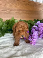 Miss Tulip, a female Cavapoo and Poodle - Miniature  for sale in Montgomery, MI – 6 of 8